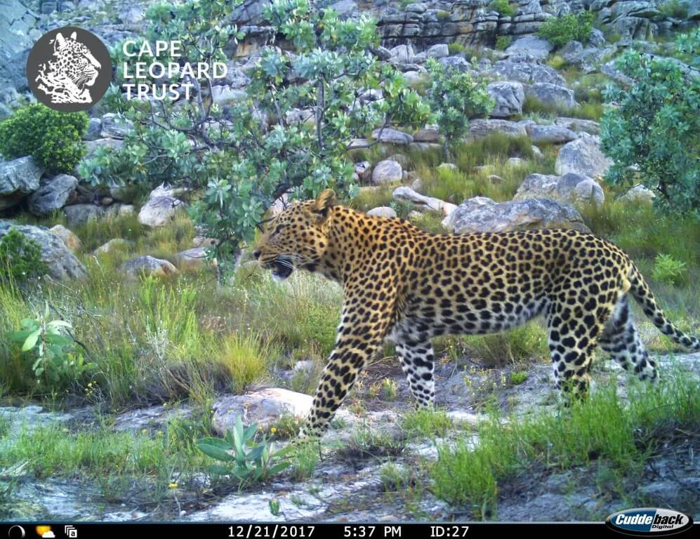Cederberg Conservation — photograph 2