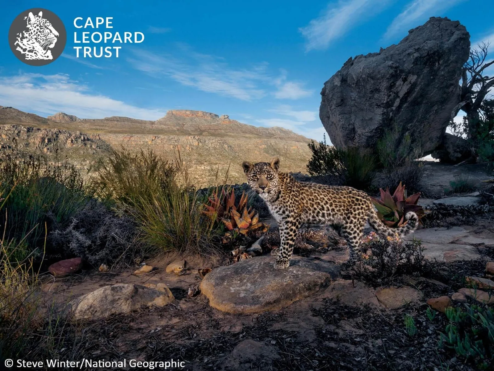 Cape leopard conservation in the Cederberg