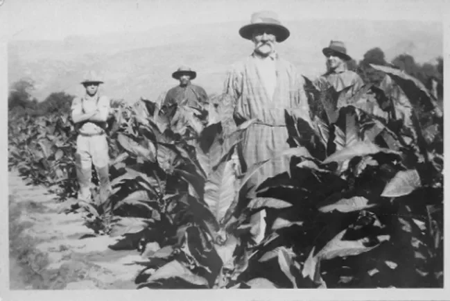 Historic tobacco farming at Grootrivier, now Mount Ceder