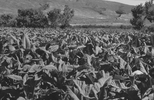 Mount Ceder History — photograph 3