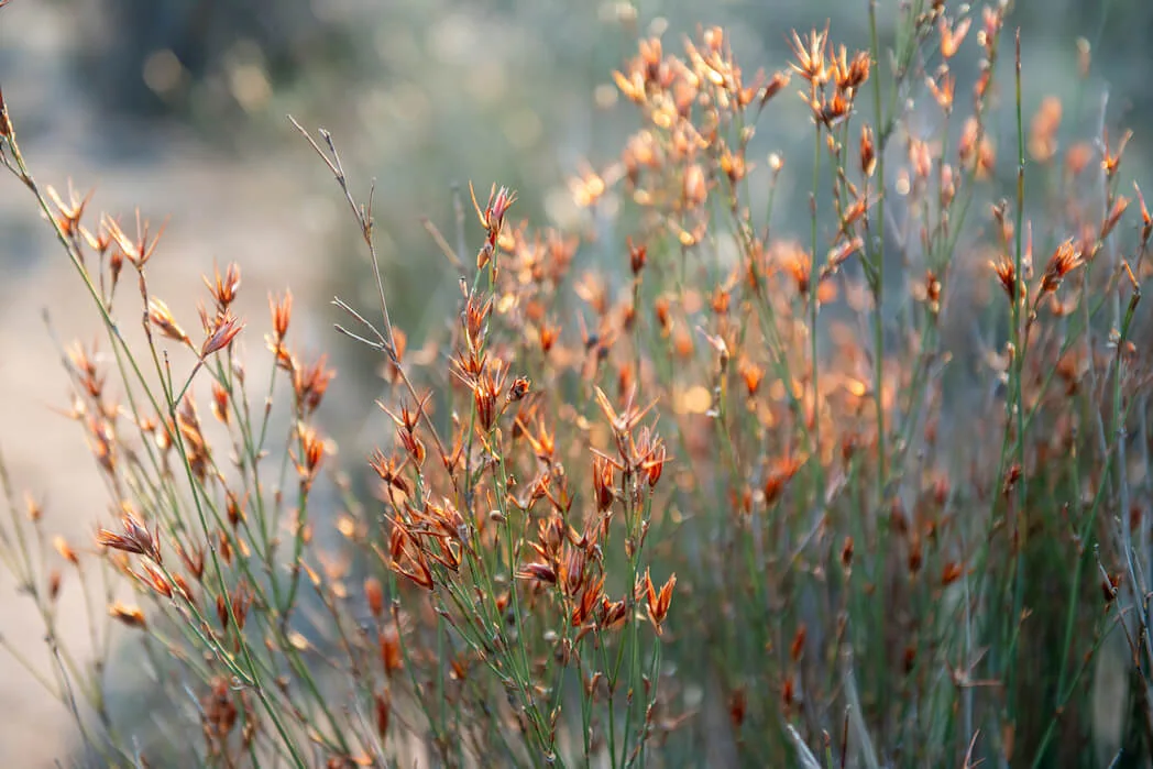 Fauna & flora in the Cederberg