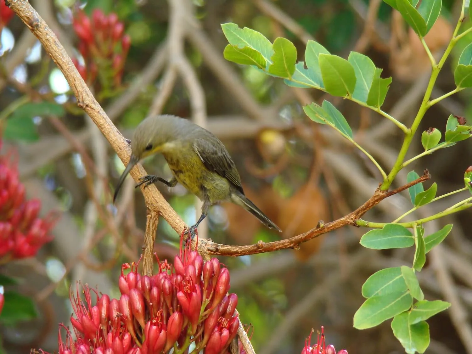 Fauna & Flora — photograph 8