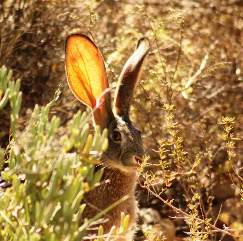 Fauna & Flora — photograph 7