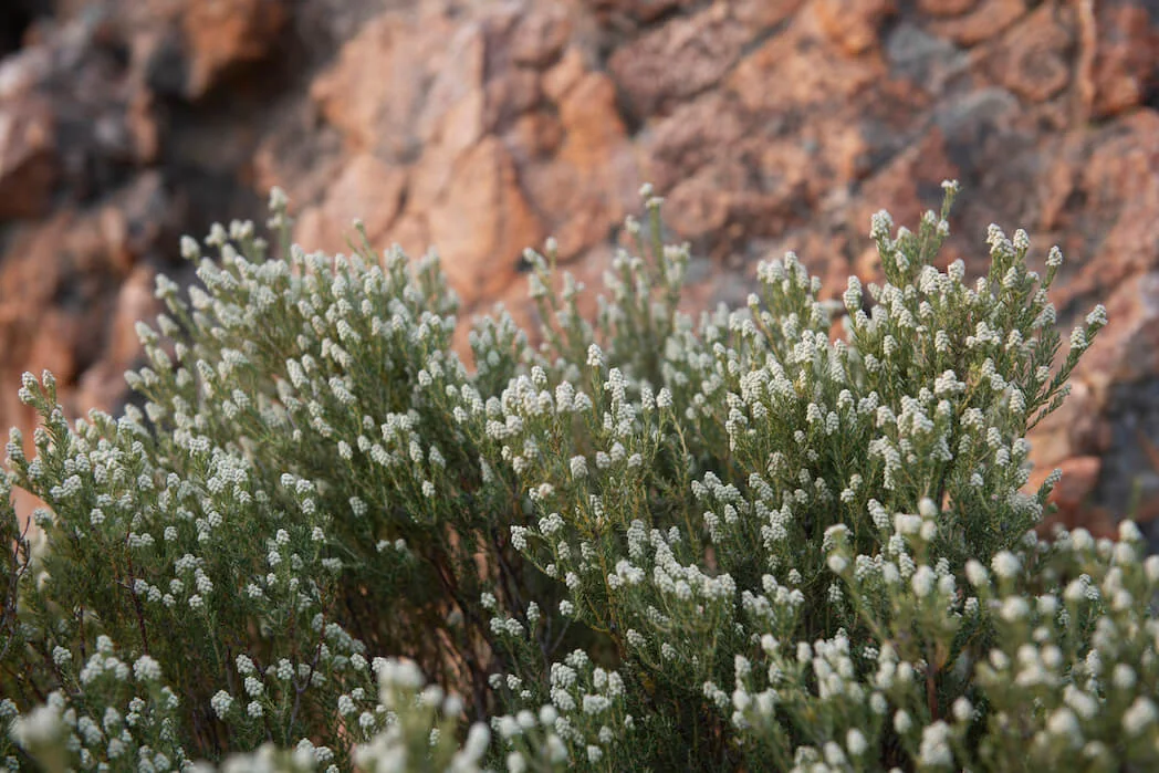 Fauna & Flora — photograph 3