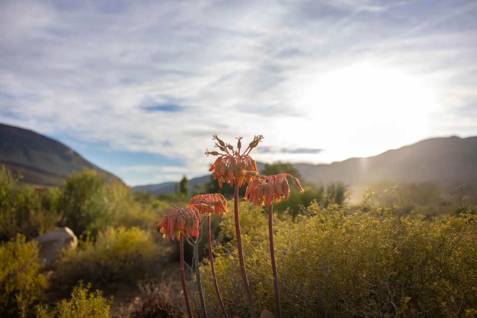 Fauna & Flora — photograph 14