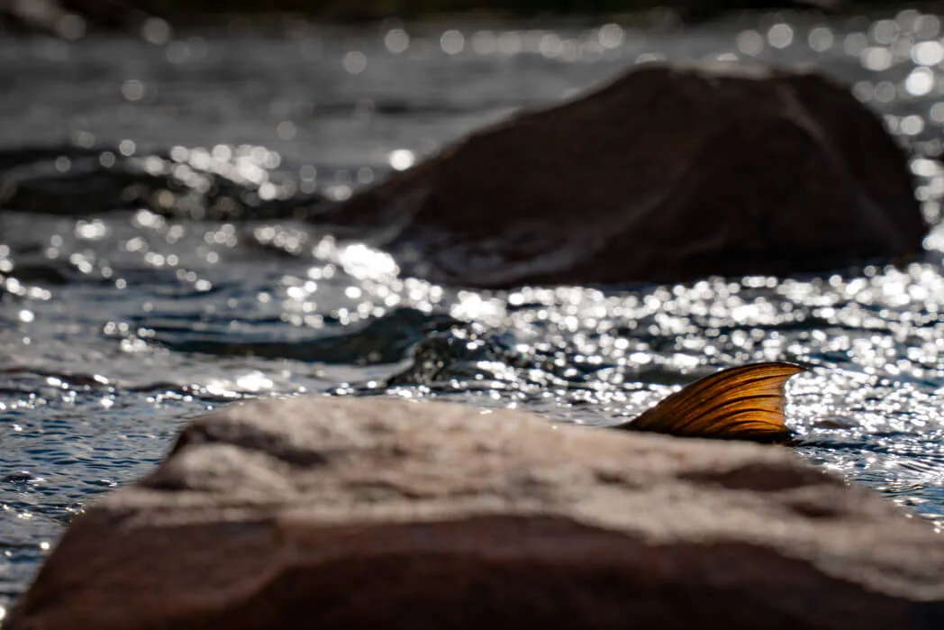 Cederberg Conservation — photograph 6